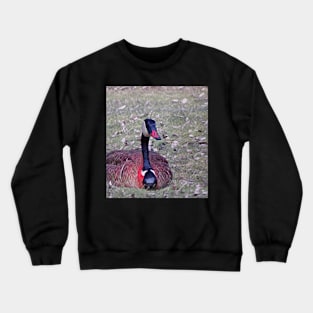 beautiful goose laying in grass Crewneck Sweatshirt